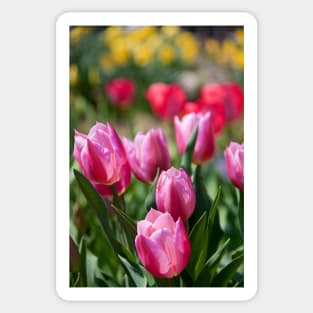 Tulips in my garden Sticker